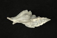 藏品(芭蕉螺)的圖片